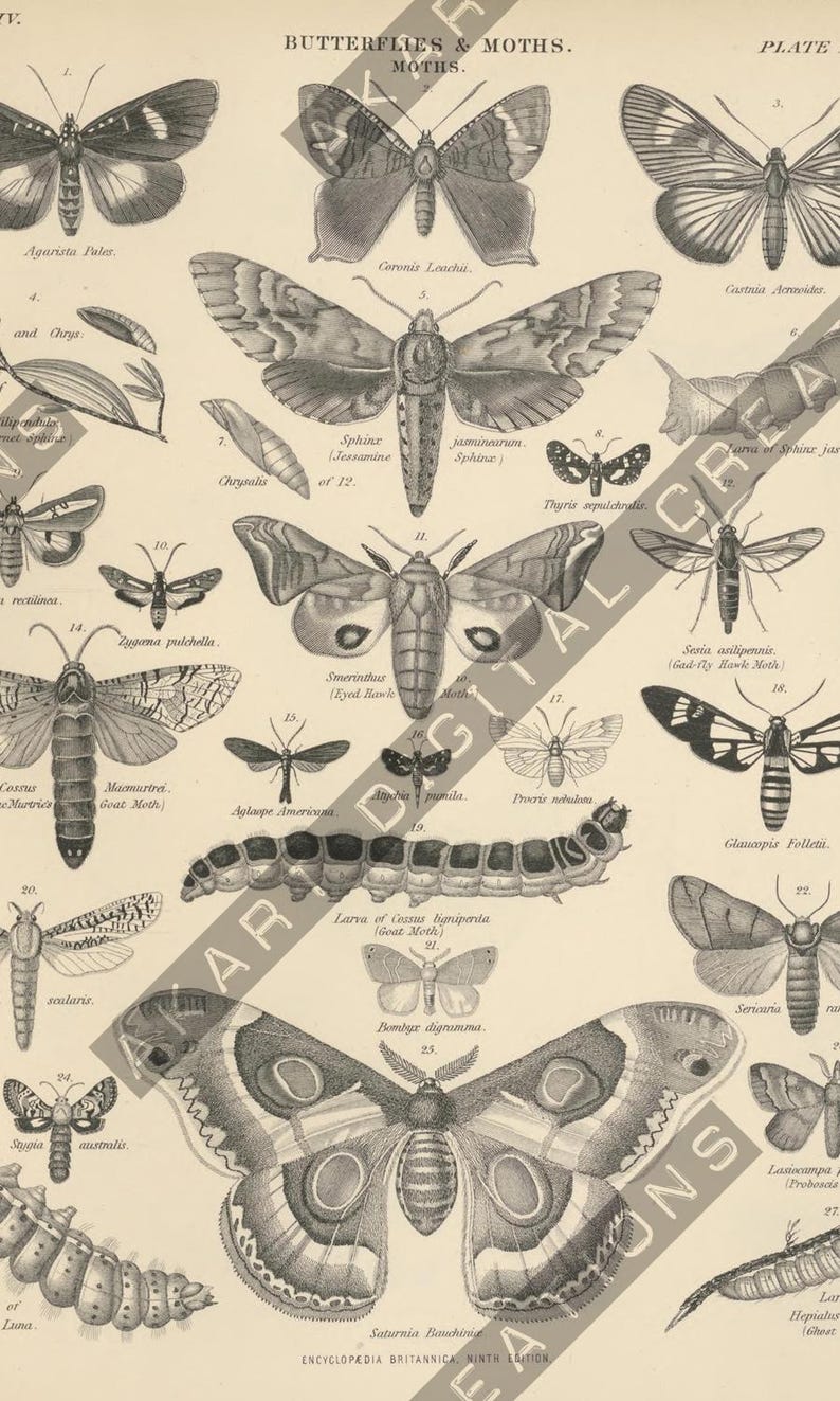 May include: An antique print featuring various moth and butterfly illustrations, labeled with scientific names. The detailed black and white drawings showcase different species, including their wingspans and body structures. The print is from the Encyclopedia Britannica.