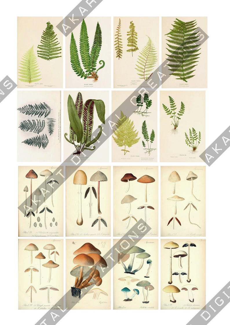 May include: A collection of twenty-four vintage-style botanical illustrations arranged in a grid, featuring detailed drawings of various green ferns and diverse mushrooms in shades of brown, tan, and blue, all set against a cream-colored background.