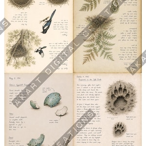 Op de afbeelding: Een natuurdagboekpagina in vintage-stijl met gedetailleerde illustraties van vogelnesten, eieren, varens en dassensporen. Het document bevat handgeschreven notities, datums en wetenschappelijke observaties over de natuur op een getextureerde papieren achtergrond.
