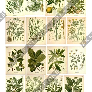 May include: A collection of sixteen botanical illustrations printed on individual rectangular sheets. Each print features detailed green foliage, flowers, fruits, and roots against a cream background, accompanied by scientific text labels.