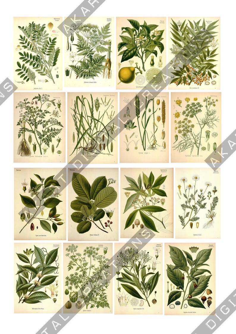 May include: A collection of sixteen botanical illustrations printed on individual rectangular sheets. Each print features detailed green foliage, flowers, fruits, and roots against a cream background, accompanied by scientific text labels.