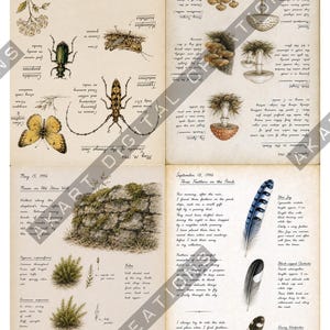 Vintage natuurdagboek (printbaar) - Botanisch natuurdagboek | Digitale download afbeelding 14