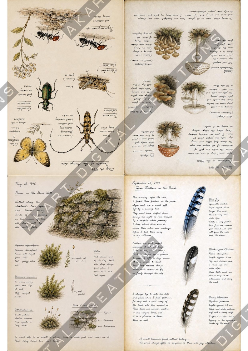 Vintage natuurdagboek (printbaar) - Botanisch natuurdagboek | Digitale download afbeelding 14