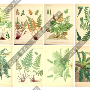 May include: A collection of eight vintage-style botanical prints featuring detailed illustrations of various fern species in shades of green, brown, and gold. Each rectangular print displays scientific plant studies with text at the bottom.