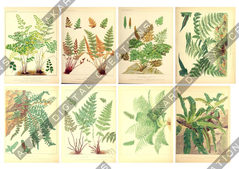 May include: A collection of eight vintage-style botanical prints featuring detailed illustrations of various fern species in shades of green, brown, and gold. Each rectangular print displays scientific plant studies with text at the bottom.