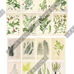 May include: A collection of sixteen vintage-style botanical prints arranged in a grid, featuring detailed illustrations of various green plants, ferns, and flowers on aged paper backgrounds, with some prints including scientific text and labels.
