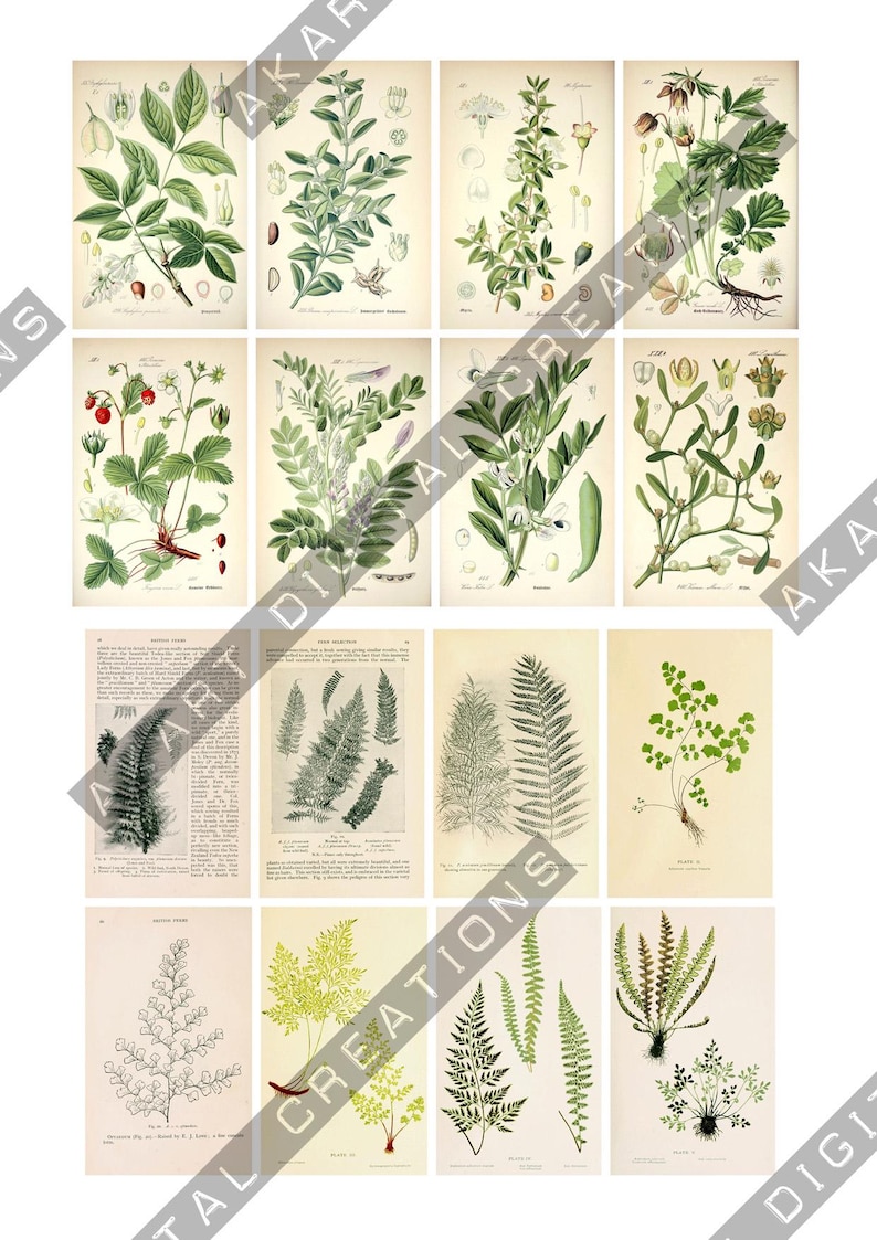 May include: A collection of sixteen vintage-style botanical prints arranged in a grid, featuring detailed illustrations of various green plants, ferns, and flowers on aged paper backgrounds, with some prints including scientific text and labels.