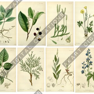 May include: A collection of eight vintage-style botanical illustrations featuring various plants, including green leaves, yellow flowers, blue blossoms, and root systems, all displayed on a light cream background with scientific labels.