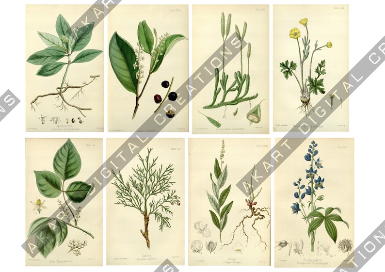 May include: A collection of eight vintage-style botanical illustrations featuring various plants, including green leaves, yellow flowers, blue blossoms, and root systems, all displayed on a light cream background with scientific labels.