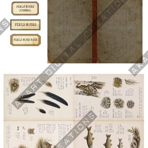 Puede incluir: Un collage digital que presenta una cubierta de diario gris desgastada con un lomo central, tres etiquetas rectangulares marcadas como Field Notes Journal, Field Notes y Field Note Book, y dos páginas abiertas que muestran ilustraciones detalladas de la naturaleza de plumas, corteza, líquenes, un pequeño roedor, un nido y peces con notas manuscritas.