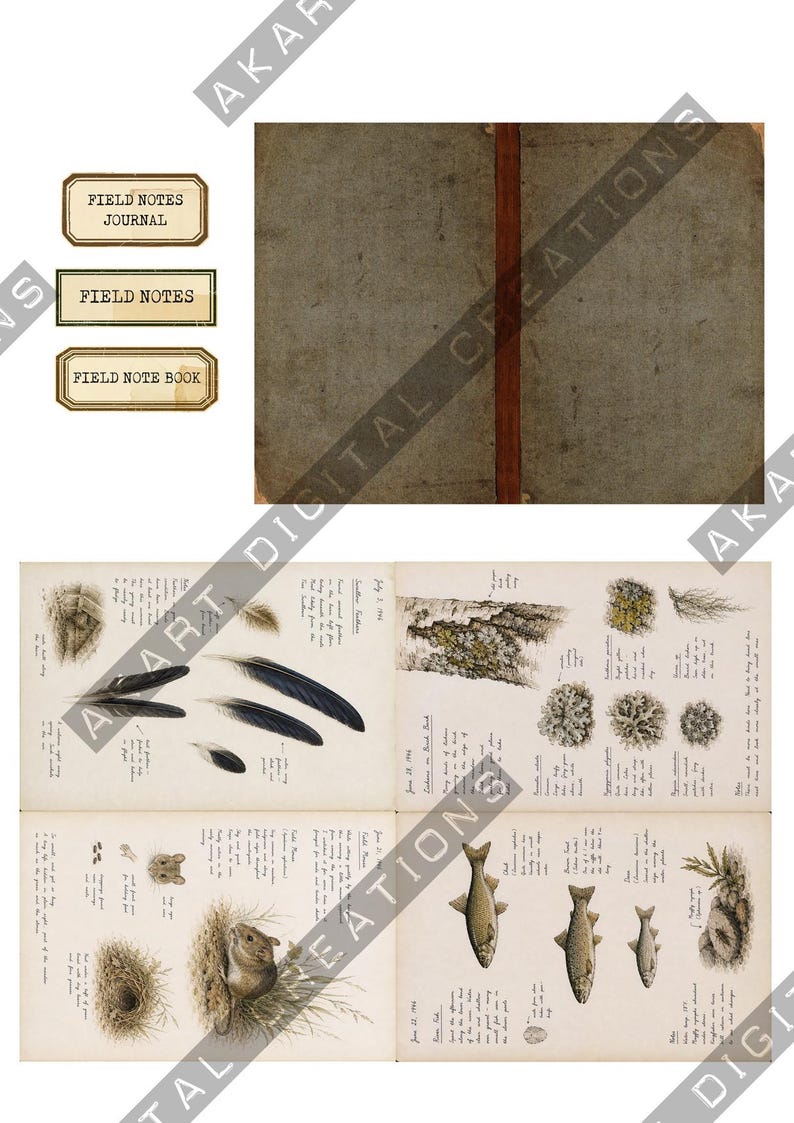 Op de afbeelding: Een digitale collage met een verweerde grijze dagboekkaft met een centrale rug, drie rechthoekige labels met de tekst Field Notes Journal, Field Notes en Field Note Book, en twee open pagina's met gedetailleerde natuurillustraties van veren, schors, korstmos, een klein knaagdier, een nest en vissen met handgeschreven notities.