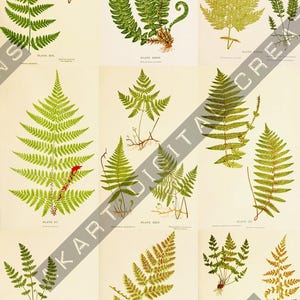 May include: A botanical illustration featuring various fern species. The image showcases detailed drawings of different fern fronds, highlighting their shapes, textures, and colors, ranging from vibrant greens to golden hues. The image includes text labels.