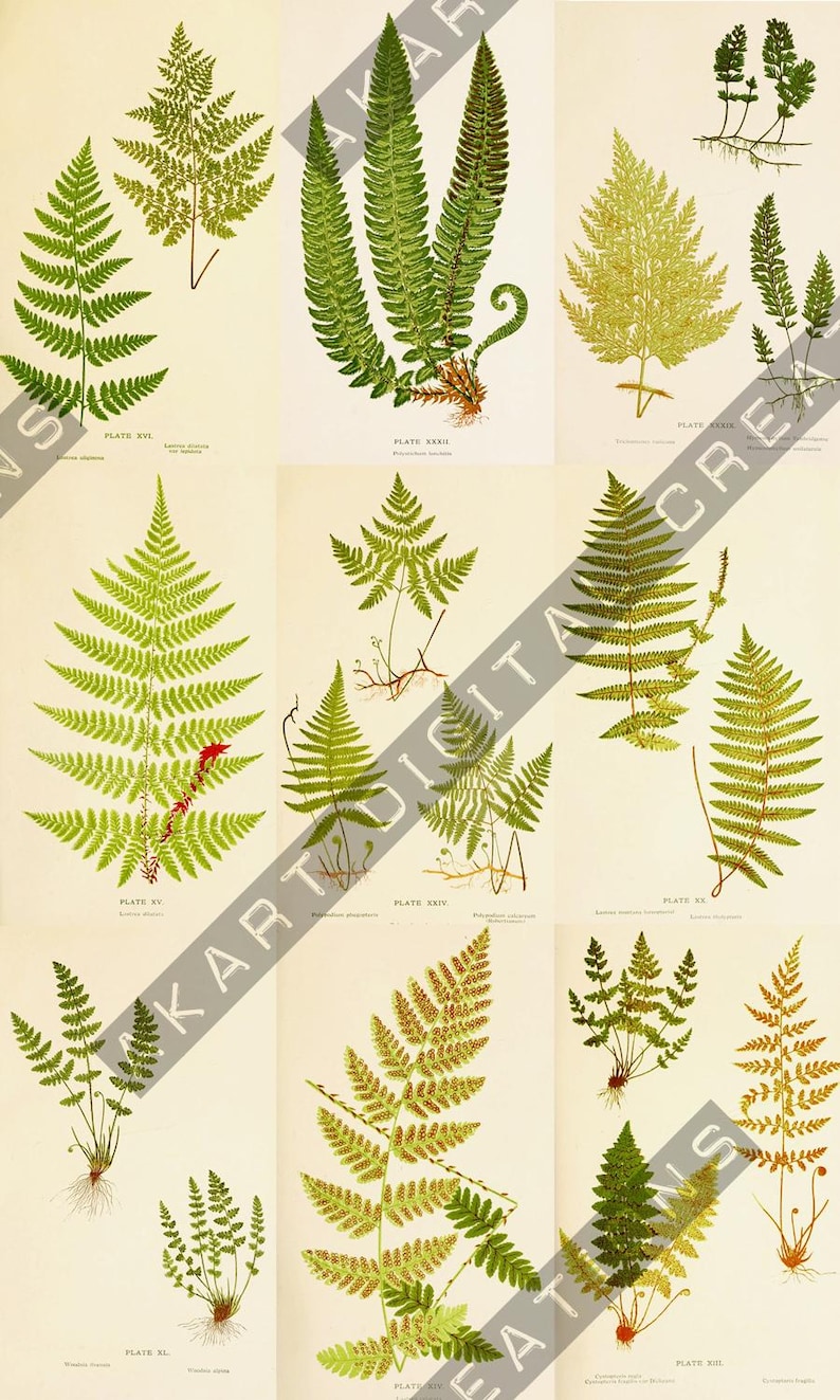 May include: A botanical illustration featuring various fern species. The image showcases detailed drawings of different fern fronds, highlighting their shapes, textures, and colors, ranging from vibrant greens to golden hues. The image includes text labels.