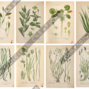 May include: A collection of eight vintage-style botanical prints featuring detailed illustrations of various grasses and aquatic plants. Each rectangular print displays green foliage, stems, and roots against a light beige background with text.