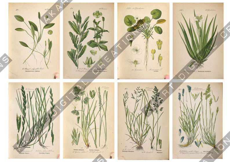 May include: A collection of eight vintage-style botanical prints featuring detailed illustrations of various grasses and aquatic plants. Each rectangular print displays green foliage, stems, and roots against a light beige background with text.