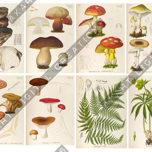 May include: A collection of eight vintage-style botanical prints featuring detailed illustrations of various mushrooms, fungi, a fern frond, and a green plant. Each print displays scientific drawings with earthy tones, including browns, reds, and greens.