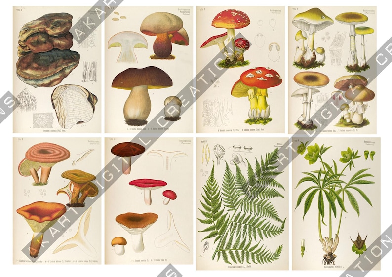 May include: A collection of eight vintage-style botanical prints featuring detailed illustrations of various mushrooms, fungi, a fern frond, and a green plant. Each print displays scientific drawings with earthy tones, including browns, reds, and greens.