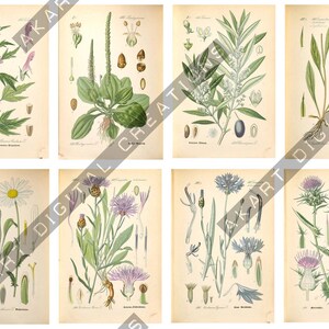 May include: A collection of eight vintage-style botanical prints on aged paper, each featuring detailed illustrations of various plants, flowers, and seeds with scientific labels, arranged in a grid of two rows and four columns.