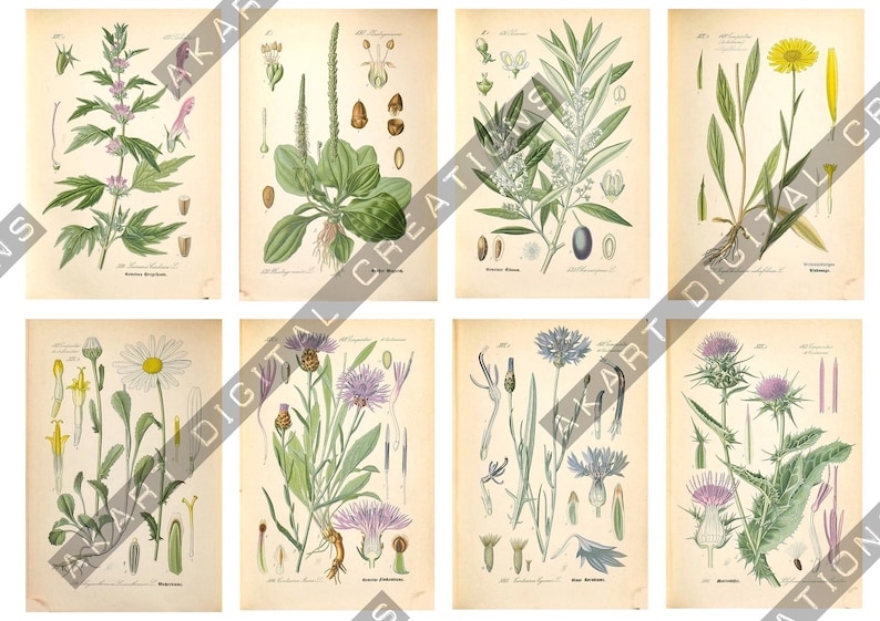 May include: A collection of eight vintage-style botanical prints on aged paper, each featuring detailed illustrations of various plants, flowers, and seeds with scientific labels, arranged in a grid of two rows and four columns.