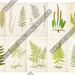 May include: A collection of ten botanical illustrations featuring various fern species in shades of green, brown, and tan. Each rectangular print displays detailed leaf structures, stems, and root systems against a light cream background.