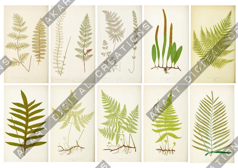 May include: A collection of ten botanical illustrations featuring various fern species in shades of green, brown, and tan. Each rectangular print displays detailed leaf structures, stems, and root systems against a light cream background.