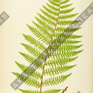 Vintage Backdrops NATURALIST - 42 Printable Background Papers For Scrapbooking and Junk Journaling 6x10" image 5