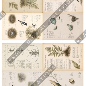 Vintage natuurdagboek (printbaar) - Botanisch natuurdagboek | Digitale download afbeelding 18