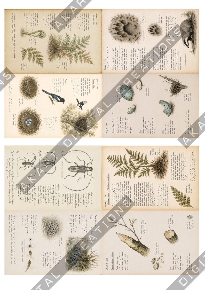 Vintage natuurdagboek (printbaar) - Botanisch natuurdagboek | Digitale download afbeelding 18