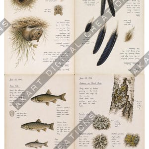 Vintage natuurdagboek (printbaar) - Botanisch natuurdagboek | Digitale download afbeelding 17
