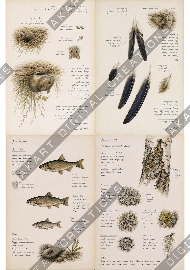 Vintage natuurdagboek (printbaar) - Botanisch natuurdagboek | Digitale download afbeelding 17