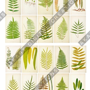 May include: A collection of twenty individual botanical illustrations arranged in a grid, each featuring a different species of fern in various shades of green, yellow, and brown, set against a plain, light-colored background with text.