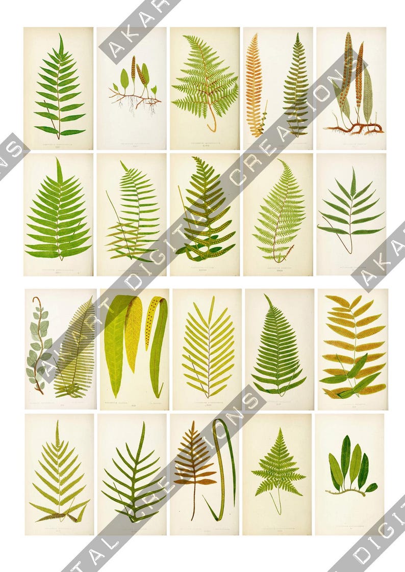 May include: A collection of twenty individual botanical illustrations arranged in a grid, each featuring a different species of fern in various shades of green, yellow, and brown, set against a plain, light-colored background with text.