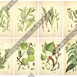 May include: A collection of eight vintage-style botanical prints on aged paper, each featuring detailed illustrations of various green plants, leaves, and catkins with scientific labels and small text at the bottom of each individual rectangular image.