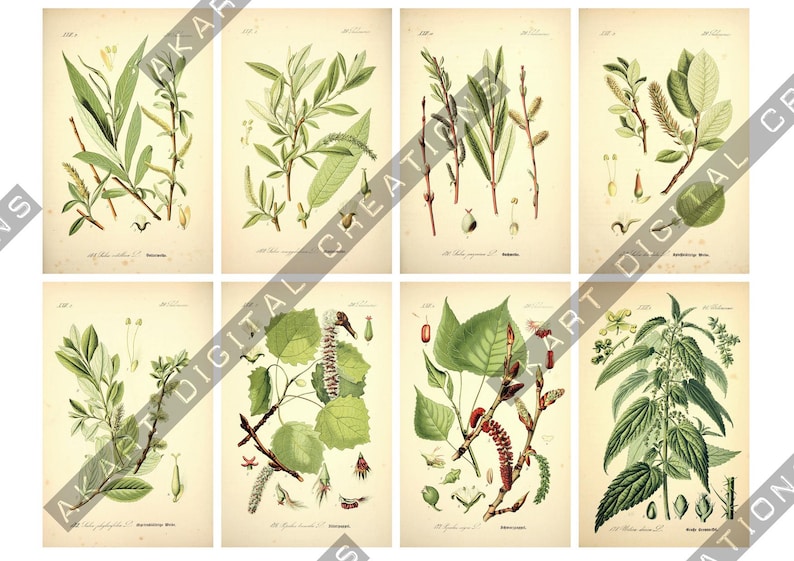May include: A collection of eight vintage-style botanical prints on aged paper, each featuring detailed illustrations of various green plants, leaves, and catkins with scientific labels and small text at the bottom of each individual rectangular image.