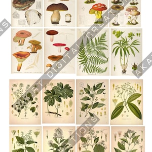May include: A collection of twenty vintage-style botanical illustrations arranged in a grid. The prints feature detailed drawings of various mushrooms, ferns, and flowering plants in muted earth tones, including greens, browns, and reds.