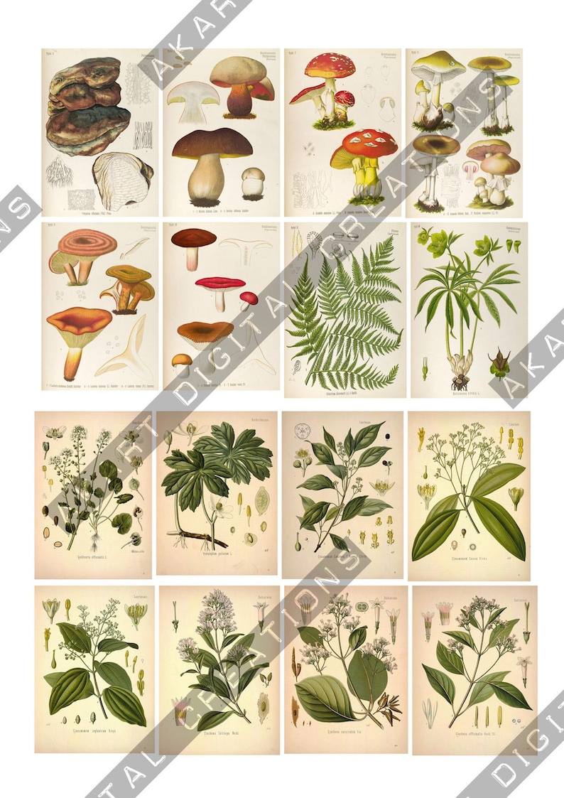May include: A collection of twenty vintage-style botanical illustrations arranged in a grid. The prints feature detailed drawings of various mushrooms, ferns, and flowering plants in muted earth tones, including greens, browns, and reds.