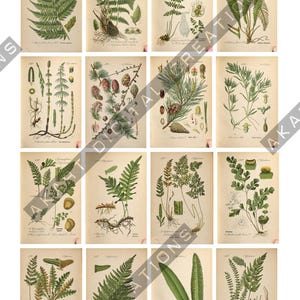 May include: A collection of sixteen vintage-style botanical prints arranged in a grid, featuring detailed illustrations of various ferns, pine branches with cones, and other green plants on aged, off-white paper with Latin text labels.