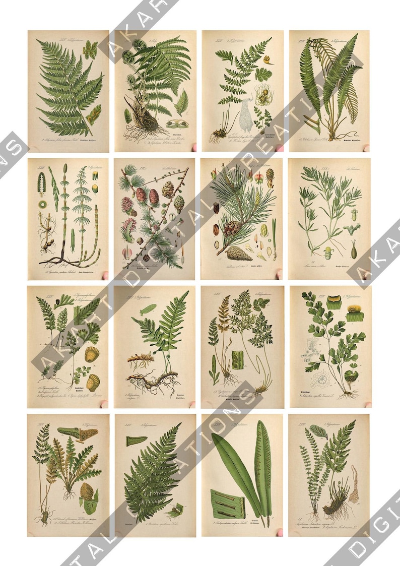 May include: A collection of sixteen vintage-style botanical prints arranged in a grid, featuring detailed illustrations of various ferns, pine branches with cones, and other green plants on aged, off-white paper with Latin text labels.