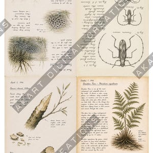 Vintage natuurdagboek (printbaar) - Botanisch natuurdagboek | Digitale download afbeelding 12