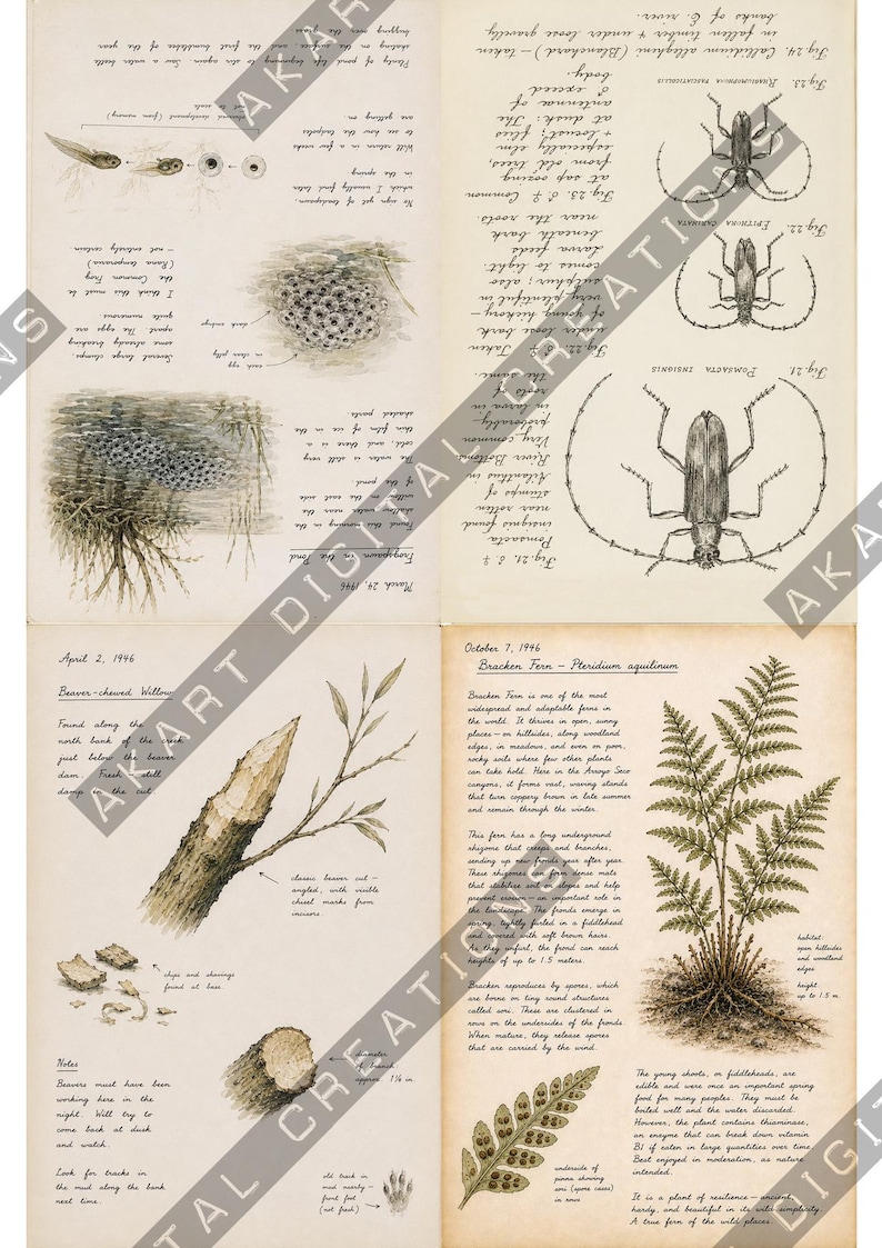 Vintage natuurdagboek (printbaar) - Botanisch natuurdagboek | Digitale download afbeelding 12