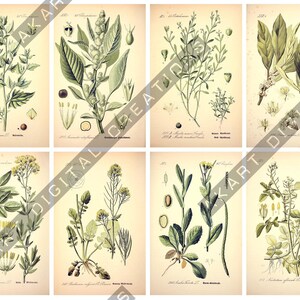 May include: A collection of eight vintage-style botanical prints on aged paper, each featuring detailed green illustrations of various plants, leaves, and flowers with scientific labels and small diagrams of seeds or plant parts arranged in two rows.