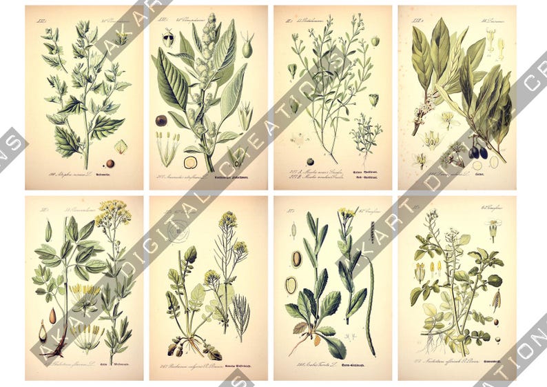 May include: A collection of eight vintage-style botanical prints on aged paper, each featuring detailed green illustrations of various plants, leaves, and flowers with scientific labels and small diagrams of seeds or plant parts arranged in two rows.