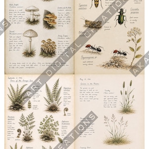 Op de afbeelding: Een vierpagina's tellende botanische en entomologische veldgids-print in vintage-stijl met gedetailleerde illustraties van paddenstoelen, insecten, varens en grassen. Elke sectie bevat handgeschreven notities, wetenschappelijke namen en teksten.