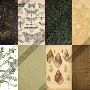May include: A collage of vintage botanical and scientific illustrations. The image includes a dark brown speckled cover, a detailed butterfly chart, a dark green textured background, and a light tan paper. Also included are botanical drawings of plants and shells.