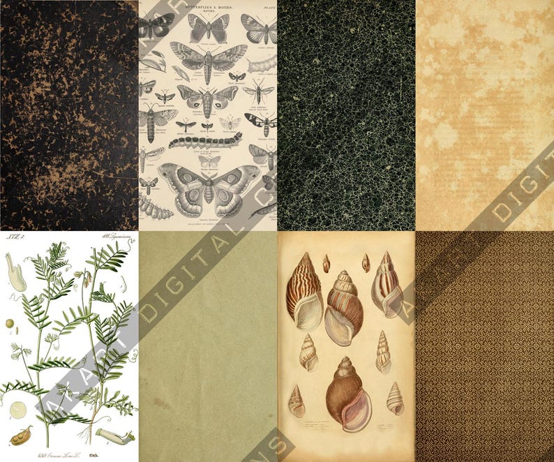 May include: A collage of vintage botanical and scientific illustrations. The image includes a dark brown speckled cover, a detailed butterfly chart, a dark green textured background, and a light tan paper. Also included are botanical drawings of plants and shells.