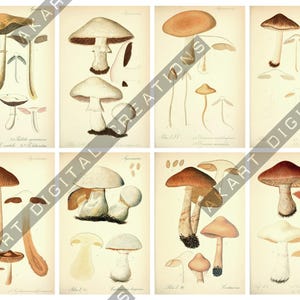 May include: A collection of eight vintage-style botanical prints featuring detailed illustrations of various mushrooms in shades of brown, tan, white, and cream. Each panel displays multiple fungi species with scientific labels and text.
