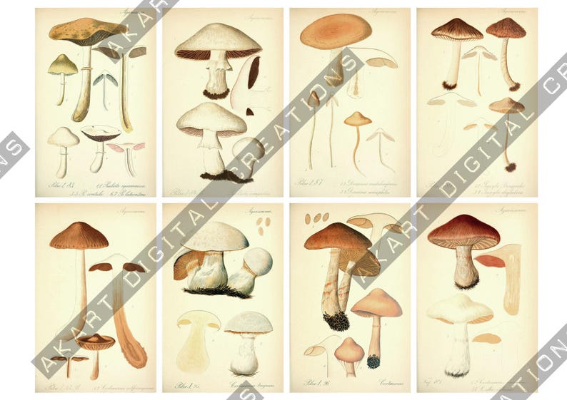 May include: A collection of eight vintage-style botanical prints featuring detailed illustrations of various mushrooms in shades of brown, tan, white, and cream. Each panel displays multiple fungi species with scientific labels and text.
