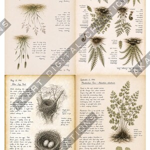 Vintage natuurdagboek (printbaar) - Botanisch natuurdagboek | Digitale download afbeelding 15