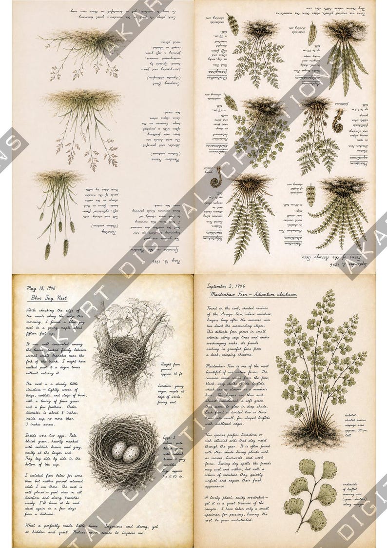 Vintage natuurdagboek (printbaar) - Botanisch natuurdagboek | Digitale download afbeelding 15