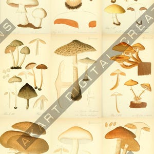 May include: A vintage botanical illustration featuring various types of mushrooms. The artwork showcases detailed drawings of different mushroom species, with varying cap shapes and stem structures. The color palette includes shades of brown, beige, and cream.